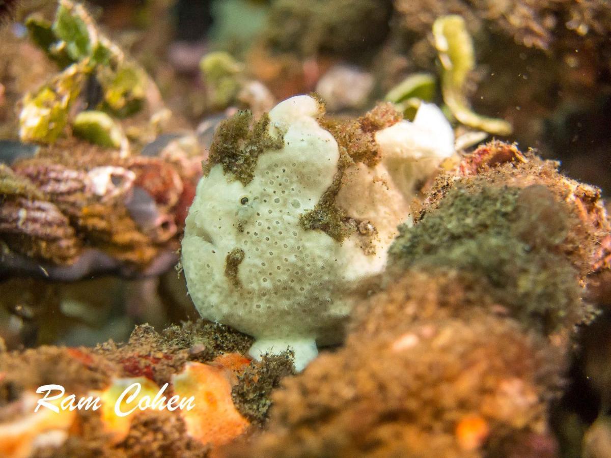 Lavanya Beach And Dive Resort Zamboanguita  Luaran gambar